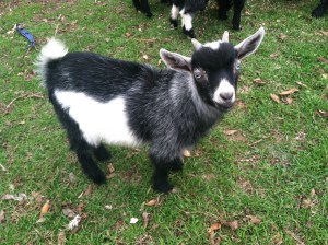 Posing for the picture