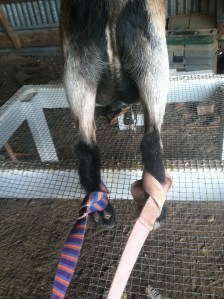 These are the leg hobbles made from leashes to keep the goats from kicking.