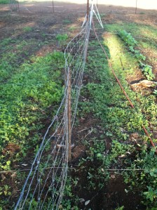Before - a weed bed!