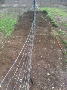 After - a nice clean bed for planting.